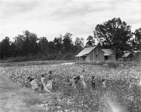 simsearch:846-03163542,k - 1930s AFRICAN-AMERICAN FAMILY ON TENANT FARM PICKING COTTON IN SOUTH CAROLINA Foto de stock - Direito Controlado, Número: 846-05648004