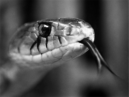sticking up - 1960s CLOSE-UP HEAD OF SNAKE STICKING OUT TONGUE Stock Photo - Rights-Managed, Code: 846-05648564