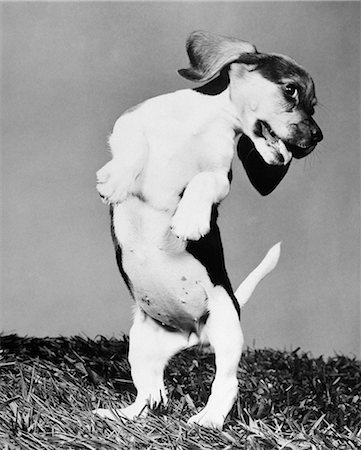 simsearch:846-03164183,k - 1950s BEAGLE PUP ON HIND LEGS WITH HEAD TWISTED TO SIDE & TONGUE HANGING OUT Stock Photo - Rights-Managed, Code: 846-06111769