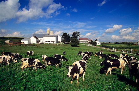 HERD OF HOLSTEIN DAIRY COWS LANCASTER COUNTY PENNSYLVANIA Stock Photo - Rights-Managed, Code: 846-06112040