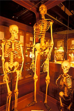 PHILADELPHIA PA NORMAL GIANT AND DWARF HUMAN SKELETONS ON DISPLAY AT THE MUTTER MUSEUM Foto de stock - Con derechos protegidos, Código: 846-06112096