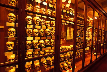 PHILADELPHIA PA COLLECTION OF HUMAN SKULLS ON DISPLAY AT THE MUTTER MUSEUM Stock Photo - Rights-Managed, Code: 846-06112098