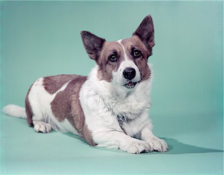 pura raza - 1950s CARDIGAN WELSH CORGI DOG Foto de stock - Con derechos protegidos, Código: 846-09012876