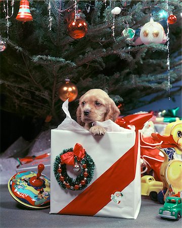 1950s COCKER SPANIEL PUPPY DOG PEEKING OUT OF GIFT WRAPPED PRESENT UNDER CHRISTMAS TREE Stock Photo - Rights-Managed, Code: 846-09013053