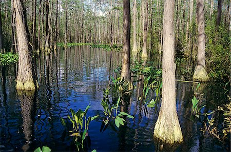 parc naturel national - OKEFENOKEE SWAMP GEORGIA USA Photographie de stock - Rights-Managed, Code: 846-09161512