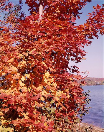 simsearch:846-03166119,k - VERTICAL AUTUMN FOLIAGE MAPLE LEAVES LEAF BY LAKE Stock Photo - Rights-Managed, Code: 846-09161547