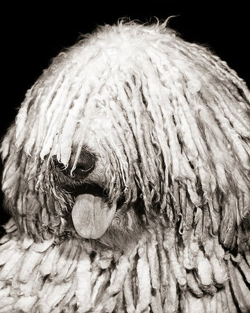 simsearch:846-09085320,k - 1950s KOMONDOR DOG HEAD WITH TONGUE OUT COVERED IN LONG CORDED MATTED COAT LOOKS LIKE DREADLOCKS HUNGARIAN SHEEPDOG Foto de stock - Direito Controlado, Número: 846-09181633