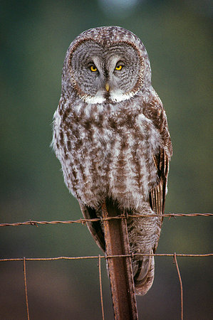 GREAT GRAY OWL Strix nebulosa SITTING ON FENCE LOOKING AT CAMERA Stock Photo - Rights-Managed, Code: 846-09181721
