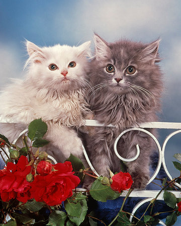PERSIANS CATS WHITE AND GREY KITTENS PEEKING OVER METAL FENCE WITH RED ROSES Stock Photo - Rights-Managed, Code: 846-09181738
