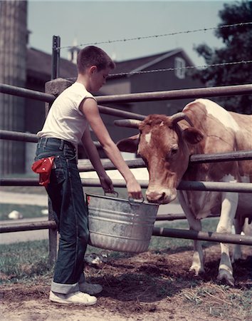 simsearch:846-02792742,k - 1950s BOY BLUE JEANS RED HANDKERCHIEF IN BACK POCKET FEEDING GUERNSEY BULL WITH A GALVANIZED ZINC TUB BUCKET DAIRY FARM Foto de stock - Con derechos protegidos, Código: 846-02794116