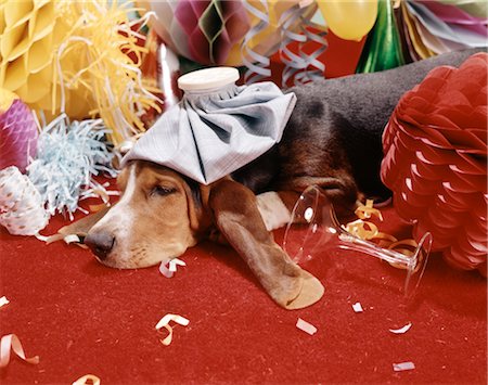 simsearch:846-02792336,k - 1960s HOUND DOG WEARING ICE PACK SUFFERING AN AFTER PARTY HANGOVER Fotografie stock - Rights-Managed, Codice: 846-02794179