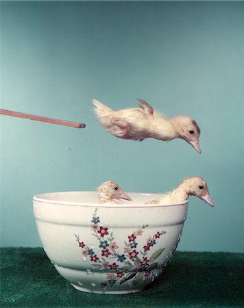 sports humor - 1950s 3 DUCKS USING PORCELAIN BOWL AS SWIMMING POOL 2 DUCKS IN WATER ONE DOING DIVE OFF BOARD DIVING SILLY FUNNY HUMOR Stock Photo - Rights-Managed, Code: 846-02794180