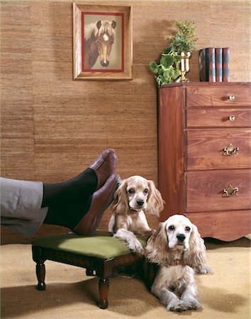 simsearch:846-02792336,k - TWO DOGS NEAR A MAN'S RELAXED FEET IN LIVING ROOM Fotografie stock - Rights-Managed, Codice: 846-02794181