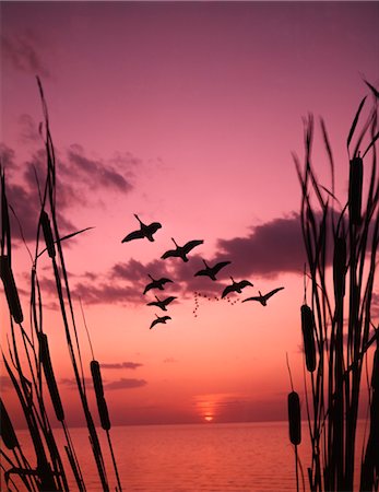 silhouette of animals and birds - 1960s GEESE FLYING SKY DUSK Stock Photo - Rights-Managed, Code: 846-02794270