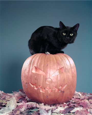 ANNÉES 1950 MALCHANCEUX CHAT NOIR ASSIS SUR LE DESSUS DE JACK O LANTERN SCULPTÉ CITROUILLE PARMI LES FEUILLES DE L'AUTOMNE Photographie de stock - Rights-Managed, Code: 846-02794379