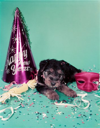 1950s HAPPY NEW YEAR PAPER HAT STREAMERS CONFETTI RED MASK & 7 WEEK OLD WELSH TERRIER PUPPY DOG ON BLUE GREEN SEAMLESS Stock Photo - Rights-Managed, Code: 846-02794894