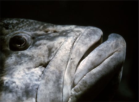sad fish - GROUPER FISH Stock Photo - Rights-Managed, Code: 846-02795356