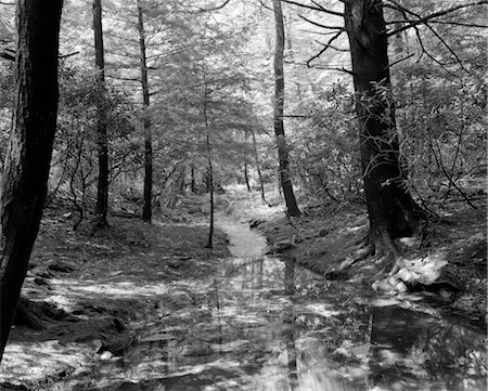CREEK RUNNING THOUGH WOODS Stock Photo - Rights-Managed, Code: 846-02795374