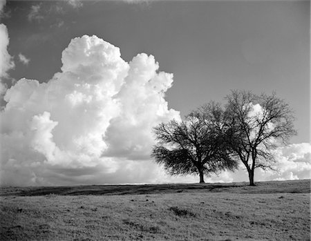 1940s LANDSCAPE TWO BARE OAK TREES ON HORIZON WITH WHITE PUFFY CLOUDS SKY HORIZONTAL DRAMATIC CHICO CALIFORNIA Stock Photo - Rights-Managed, Code: 846-02795379