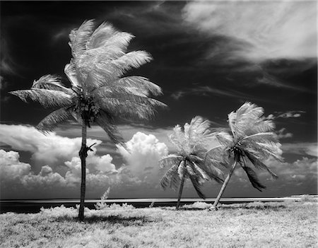 faire une faute - DES ANNÉES 1960 LES PALMIERS PANORAMIQUES TROPICALES SOUFFLANT EN TEMPÊTE FLORIDA KEYS Photographie de stock - Rights-Managed, Code: 846-02795371