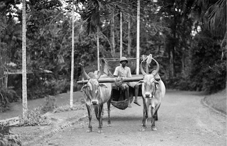 simsearch:846-02796405,k - 1920s 1930s NATIVE MAN DRIVING WATER BUFFALO CART SINGAPORE Fotografie stock - Rights-Managed, Codice: 846-02796477
