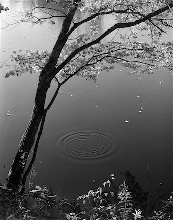 photography water ripples circles - AUTUMN TREE BY BANK OF POND CONCENTRIC CIRCLES IN THE WATER RIPPLE EFFECT NATURE LEAVES Stock Photo - Rights-Managed, Code: 846-02796983