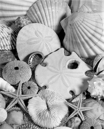 ASSORTMENT OF SEASHELLS SAND DOLLARS CORAL & STARFISH ON SAND Foto de stock - Direito Controlado, Número: 846-02797155