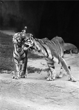 felino grande - PAIRE DE TIGRES DEBOUT ON ROCK FOUINAIS UN À L'AUTRE Photographie de stock - Rights-Managed, Code: 846-02797926