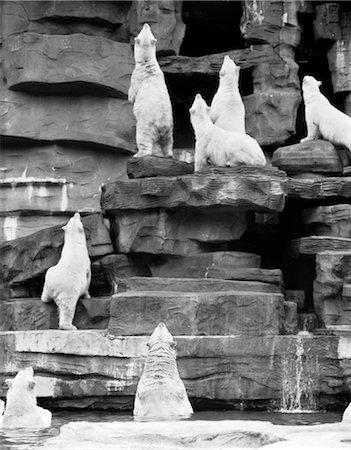 1960s GROUP OF POLAR BEARS STANDING ON VARIOUS TIERS OF ROCKS WITH BACKS TO CAMERA LOOKING UPWARD Stock Photo - Rights-Managed, Code: 846-02797928
