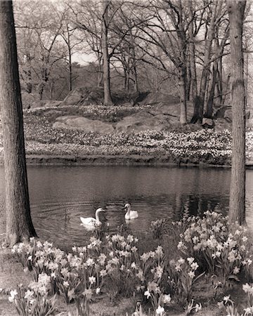 daffodil and landscape - 1960s 1970s SPRING LANDSCAPE POND LAKE DAFFODILS SWANS SWAN Stock Photo - Rights-Managed, Code: 846-02792028