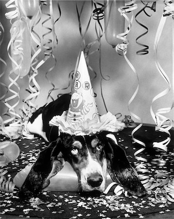 funny new years eve pics - 1950s FUNNY BASSET HOUND WEARING PARTY HAT LOOKING TIRED OR HUNG OVER Stock Photo - Rights-Managed, Code: 846-02792147