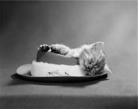 1960s CAT CURLED UP AND ASLEEP ON A ANGLER'S HAT WITH A SHEEPSKIN BAND AND FISHING FLIES SLEEPING CUTE FUNNY Stock Photo - Rights-Managed, Code: 846-02792234