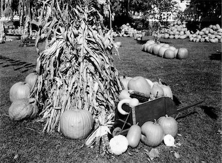 pumpkin farm - FALL HARVEST STILL LIFE DRIED CORN STALKS SURROUNDED BY PUMPKINS AND SQUASH AUTUMN FARM MARKET IN BACKGROUND Stock Photo - Rights-Managed, Code: 846-02792303