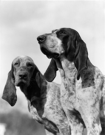 simsearch:846-02792336,k - PORTRAIT TWO FRENCH FOXHOUNDS HUNTING DOG LONG EARS DOGS FOX HOUND HOUNDS Fotografie stock - Rights-Managed, Codice: 846-02792336