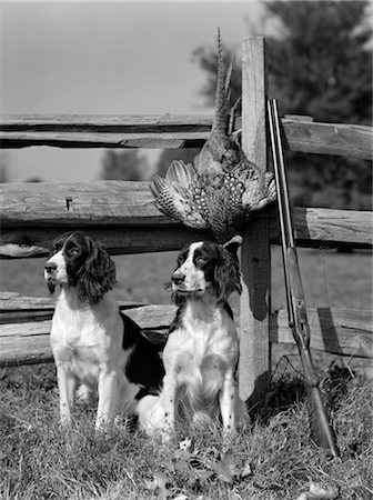 simsearch:846-02792336,k - 1940s PAIR OF SPRINGER SPANIELS SITTING IN FRONT OF POST & RAIL FENCE NEXT TO HUNTING RIFLE & DEAD BIRD Fotografie stock - Rights-Managed, Codice: 846-02792357