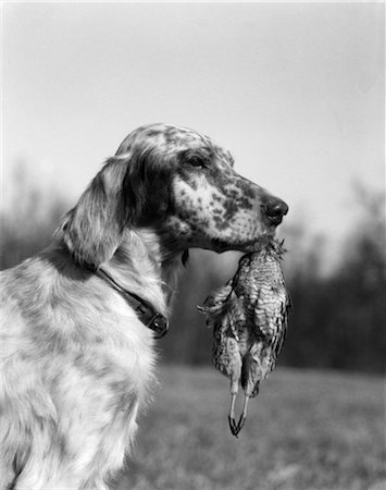 setter inglês - 1920s ENGLISH SETTER HOLDING RETRIEVED BIRD IN MOUTH Foto de stock - Direito Controlado, Número: 846-02792380