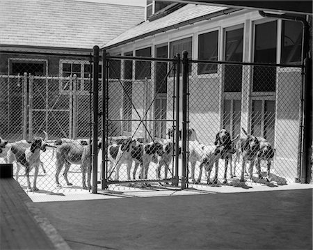 1930s KENNEL YARD FULL FOX HOUND FOXHOUNDS DOGS WIRE FENCE CAGE KENNELS HUNTING DOGS BREED Stock Photo - Rights-Managed, Code: 846-02792395