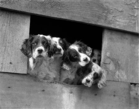 setter inglês - 1920s GROUP OF ENGLISH SETTER PUPS WITH HEADS STICKING OUT OF OPENING IN SHED Foto de stock - Direito Controlado, Número: 846-02792404