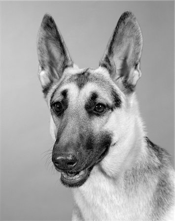 simsearch:846-02792336,k - PORTRAIT OF GERMAN SHEPHERD LOOKING FRIENDLY HAPPY EARS Fotografie stock - Rights-Managed, Codice: 846-02792424