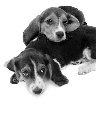 simsearch:846-02792336,k - 2 ADORABLE SAD EYED BEAGLE PUPPIES LYING ONE ON TOP THE OTHER Fotografie stock - Rights-Managed, Codice: 846-02792429