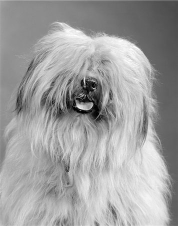 sheep dog portraits - ANNÉES 1960 PORTRAIT DE CHIEN DE BERGER ANGLAIS AVEC CHEVEUX COUVRANT YEUX & LANGUE À PEINE TRAÎNER Photographie de stock - Rights-Managed, Code: 846-02792422