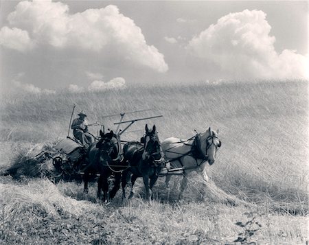 1920s 1930s HORSE-DRAWN WHEAT HARVESTING Foto de stock - Con derechos protegidos, Código: 846-02792908