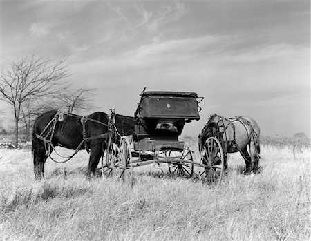 1940s PAIR OF HARNESSED HORSES NEXT TO OLD BUGGY GRAZING IN FIELD Foto de stock - Direito Controlado, Número: 846-02793251