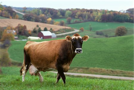 simsearch:846-02792742,k - BROWN SWISS COW Foto de stock - Con derechos protegidos, Código: 846-03164010