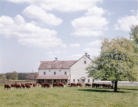 FARM SCENE WITH HEREFORD COWS GRAZING IN FRONT OF WHITE BARN Fotografie stock - Rights-Managed, Codice: 846-03164065