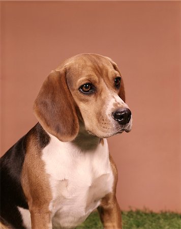 simsearch:846-03164183,k - 1960s PORTRAIT OF BEAGLE DOG Stock Photo - Rights-Managed, Code: 846-03164095