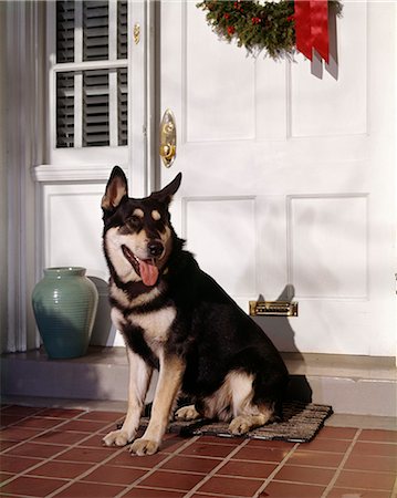 simsearch:846-03164183,k - GERMAN SHEPHERD DOG SITTING BY FRONT DOOR WITH CHRISTMAS WREATH Fotografie stock - Rights-Managed, Codice: 846-03164115