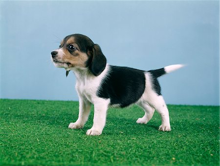 simsearch:846-03165115,k - 1960s BEAGLE PUPPY Foto de stock - Con derechos protegidos, Código: 846-03164117