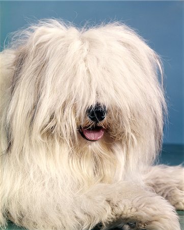 sheep dog portraits - ANNÉES 1960 PORTRAIT DE CHIEN DE BERGER ANGLAIS AVEC CHEVEUX LONGS HIRSUTES QUI COUVRE SES YEUX Photographie de stock - Rights-Managed, Code: 846-03164112