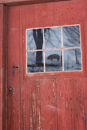 REFLECTION OF A PIG IN A BARN DOOR WINDOW Stock Photo - Premium Rights-Managed, Artist: ClassicStock, Image code: 846-03164136